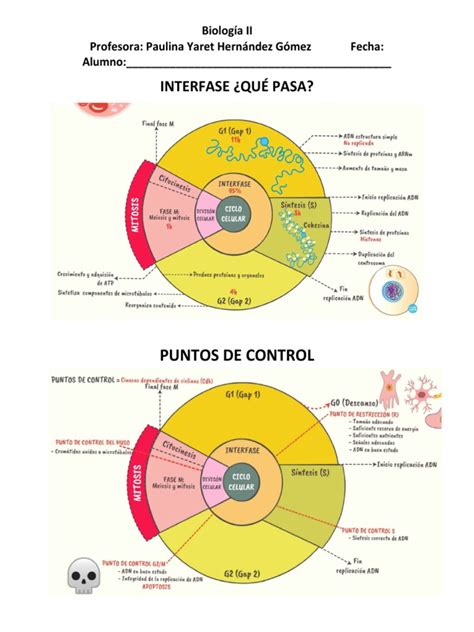 Ciclo Celular Interfase | PDF