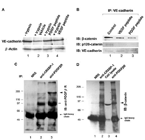 Crsbp Ligands Stimulate Ve Cadherin Internalization And Dissociation