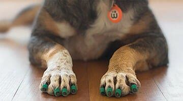 Dr. Buzby's ToeGrips for Dogs | Stop Your Dog from Slipping