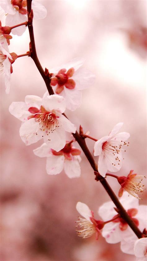 Sunset Cherry Blossom Wallpapers Top Free Sunset Cherry Blossom