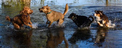 Best Off Leash Dog Parks In Seattle And King County Seattle Met