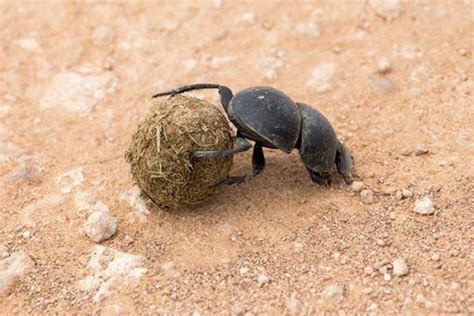 Scarab Beetle Anatomy | BUG UNDER GLASS