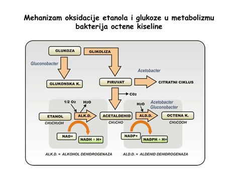 Ppt Proizvodnja Organskih Kiselina Powerpoint Presentation Free