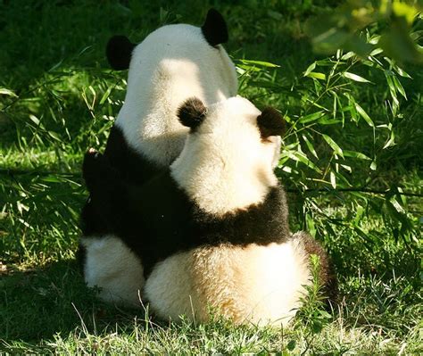 Pandas Hugging Each Other