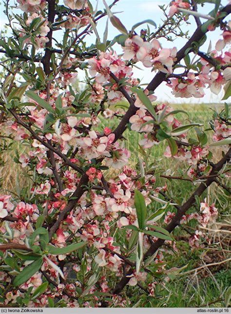 Chaenomeles Cathayensis Var Wilsonii Pigwowiec Katajski Odm Wilsona