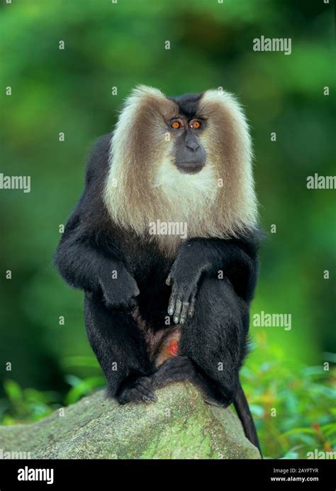 Liontail Macaque Lion Tailed Macaque Macaca Silenus Sitting On A