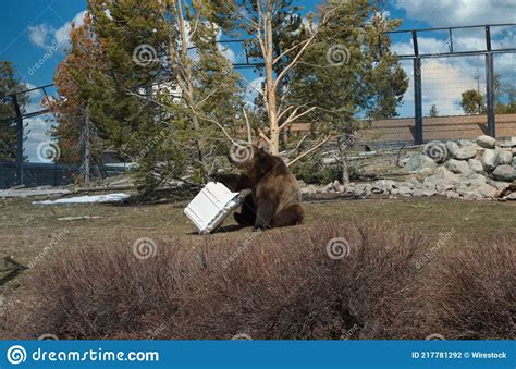 Large Brown Bear Playing In The Zoo Stock Photo Image Of Playing