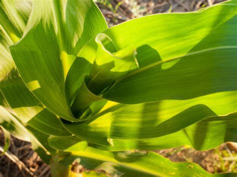 Premium Photo Corn Field