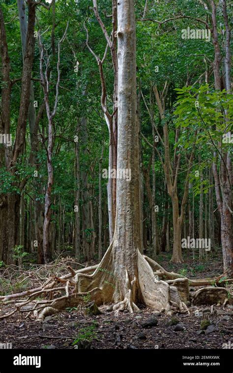 Mahogany Tree High Resolution Stock Photography and Images - Alamy