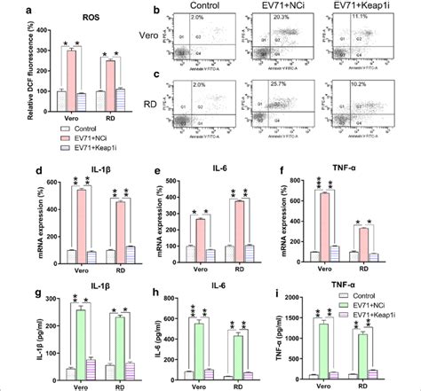 Keap1 Silencing Reduces Ros Generation Apoptosis And Inflammation In