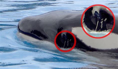 Orca Kohana Dies At Spains Loro Parque Seaworld Of Hurt