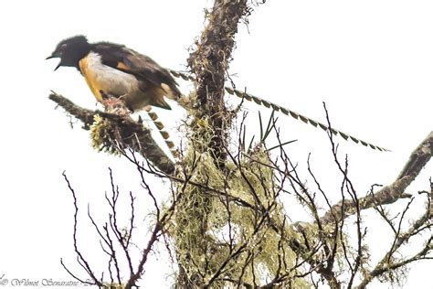 King Of Saxony Bird Of Paradise Pteridophora Alberti Flickr