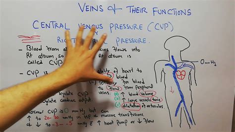 Cvs Physiology 73 Central Venous Pressure Cvp Right Atrial Pressure Veins And Their