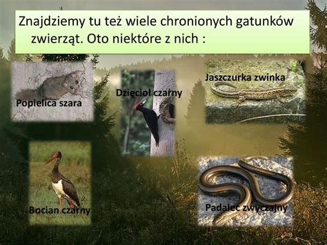 Ochrona Przyrody W Nadle Nictwie Gromnik Ppt Pobierz