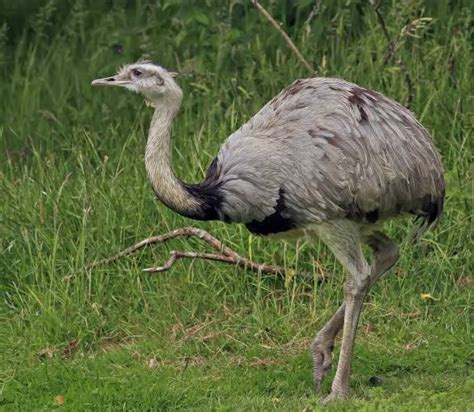 Nandu szare i nandu plamiste | DinoAnimals.pl