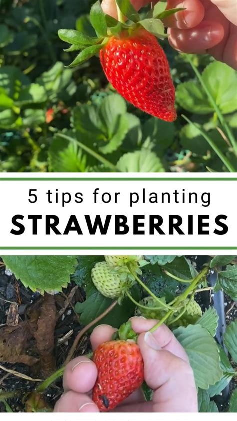 Tips For Planting Strawberries Artofit