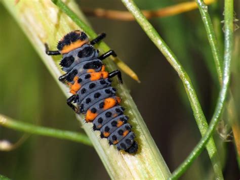 Ladybugs Facts Types Lifespan Classification Habitat Pictures