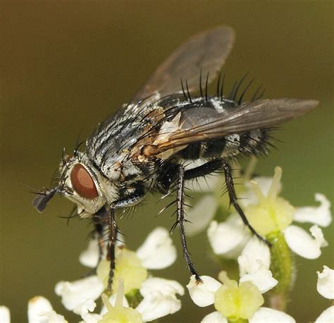 Diptera Info Discussion Forum Tachinidae