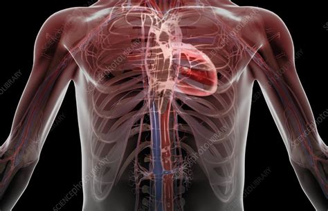 The Blood Vessels Of The Upper Body Stock Image C Science