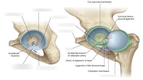 Transverse Acetabular Ligament