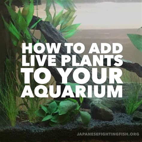 How To Add Live Plants To Your Aquarium Step By Step