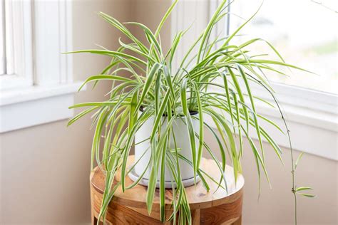 Caring For Spider Plant Indoors Back Gardener