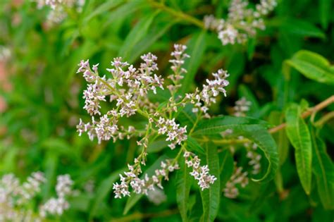 Comment Planter La Verveine Citronnelle Gamm Vert