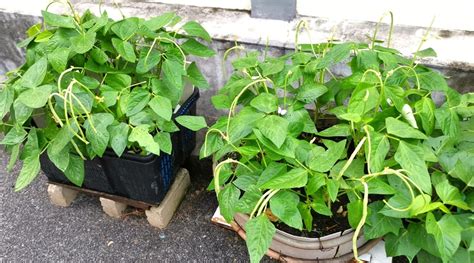 How To Grow Green Beans In Pots Or Containers