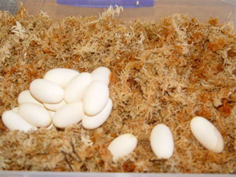 These are newly laid Eastern Brown Snake eggs, note how most are stuck together with a mucus to ...