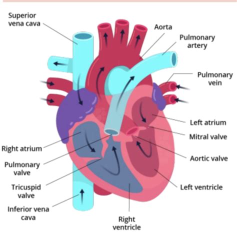 Bio Circulatory System Flashcards Quizlet