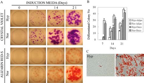 Hypoxia Inhibits Osteogenesis And Adipogenesis The Mscs Were Plated At