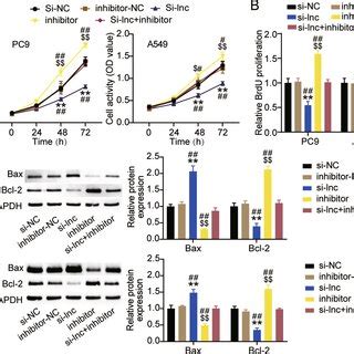 Linc Targeted And Negatively Regulated Mir P A The Binding