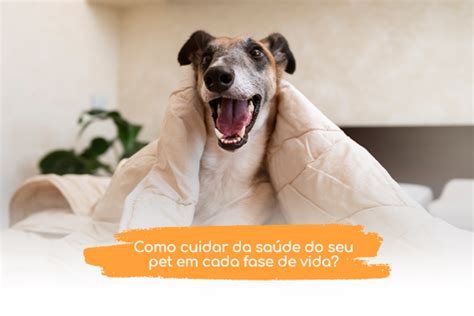 COMO CUIDAR DA SAÚDE DO SEU PET EM CADA FASE DE VIDA Sanol Dog