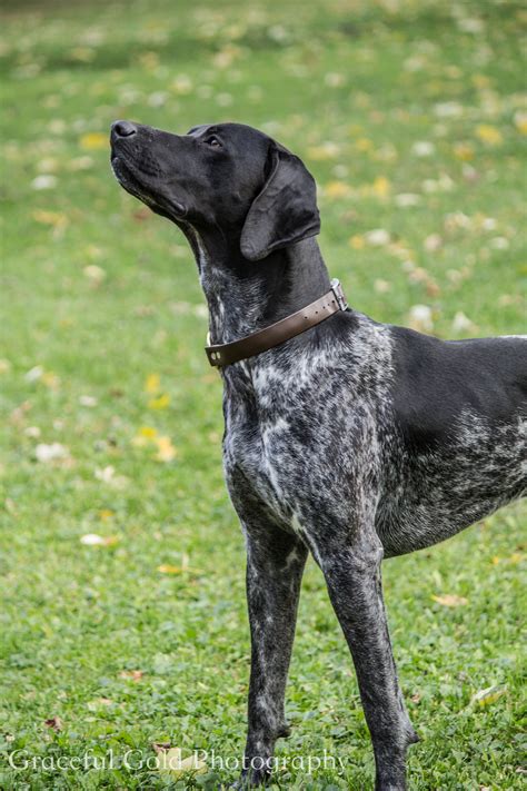 Silas the black german shorthaired pointer // Graceful Gold Photogra ...