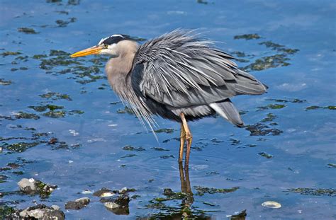 Great Blue Heron | The Biggest Animals Kingdom