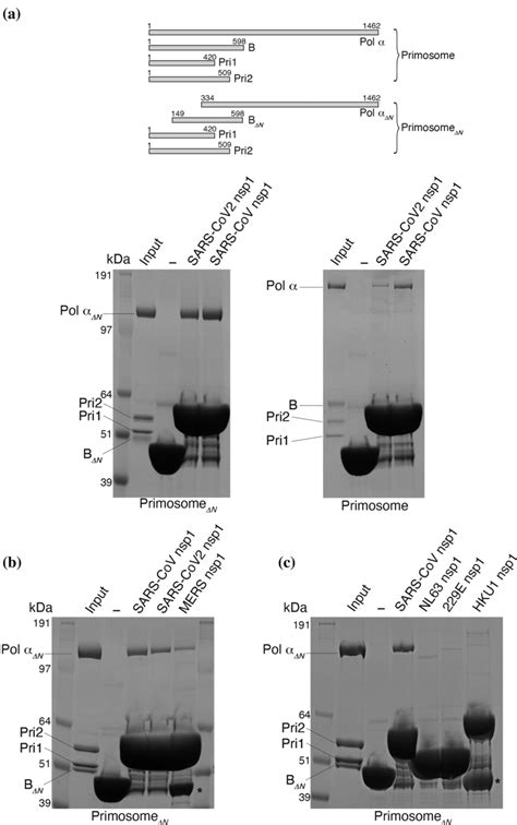 Biochemical Reconstitution Of The Primosomensp1 Interaction The