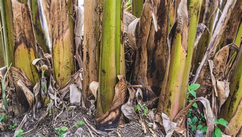 Como Plantar Bananeira Passo A Passo Para N O Errar