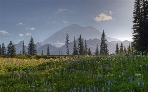 🔥 40 Mount Rainier Meadow Flowers Wallpapers Wallpapersafari