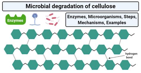 Microbial Degradation Of Cellulose Enzymes Steps Mechanisms