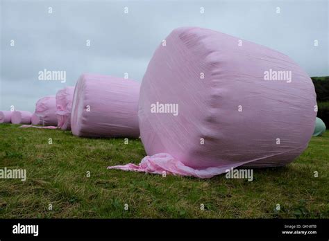 Haylage Bales Of Silage Wrapped In Pink Plastic In A Hay Field In