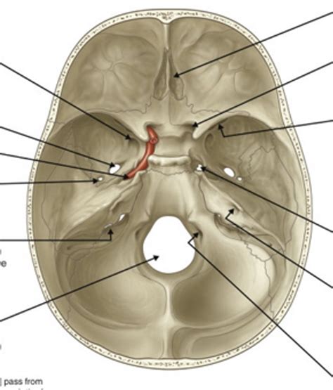 Internal View Of Skull Foramina Diagram Quizlet