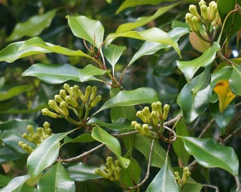 Syzygium Aromaticum Tree