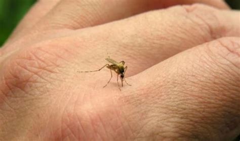 Mosquitos Est Riles El M Todo Innovador Para Erradicar El Aedes