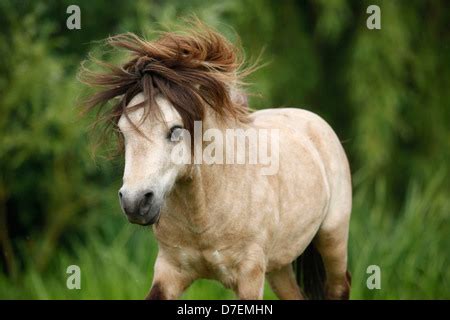 Shetland Pony Portrait Of Dun Stallion Shetlands Unst Stock Photo Alamy