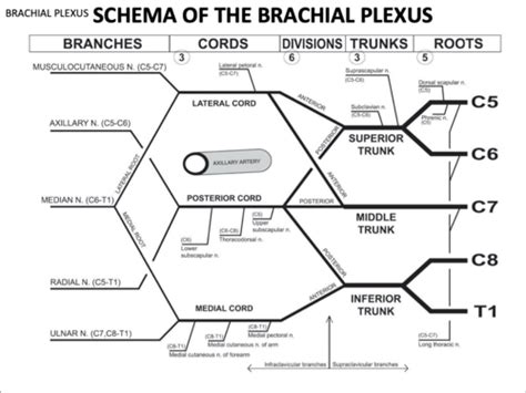 Upper Limb Brachial Plexus Part Flashcards Quizlet