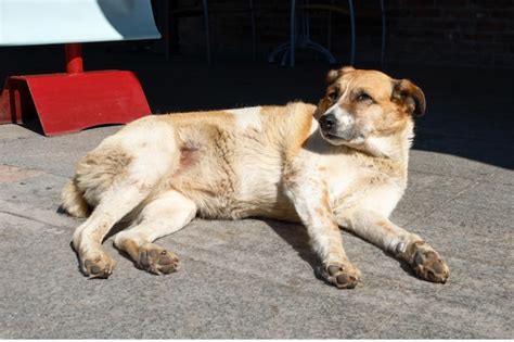 Perro Callejero Solitario Y Hermoso El Concepto De Perros Callejeros