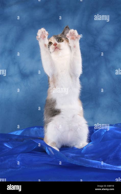 kitten sit up and beg Stock Photo - Alamy