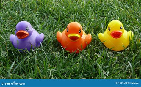 Three Colorful Plastic Ducks in Grass Stock Image - Image of grass ...