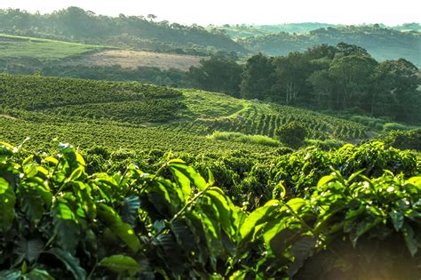 Fuerte baja en la producción de café del país Economía Portafolio