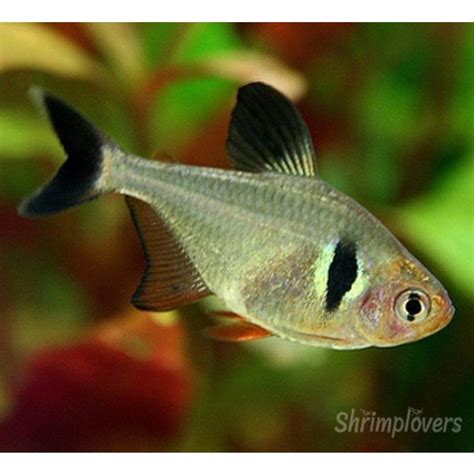 Black Phantom Tetra Hyphessobrycon Megalopterus